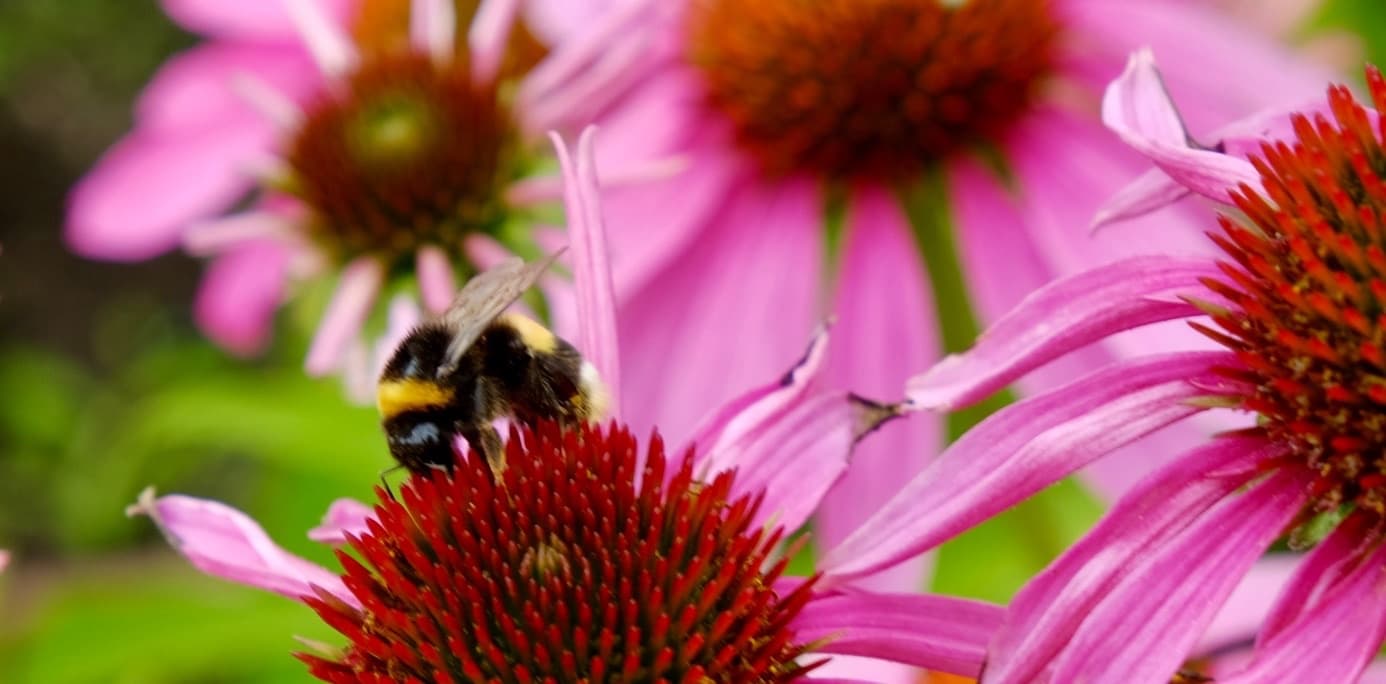 A bumblebee rests on bright pink coneflowers, the working, living side of a summer garden.
